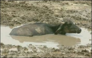 Water buffalo