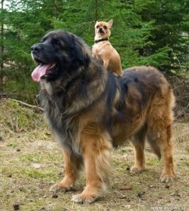 leonberger