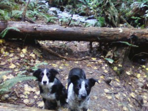 Camm+Youke in Woods 2