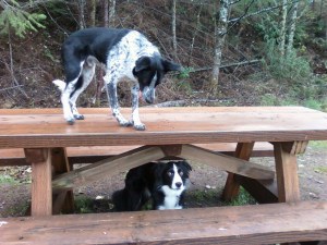 Camm+Youke in Woods 3