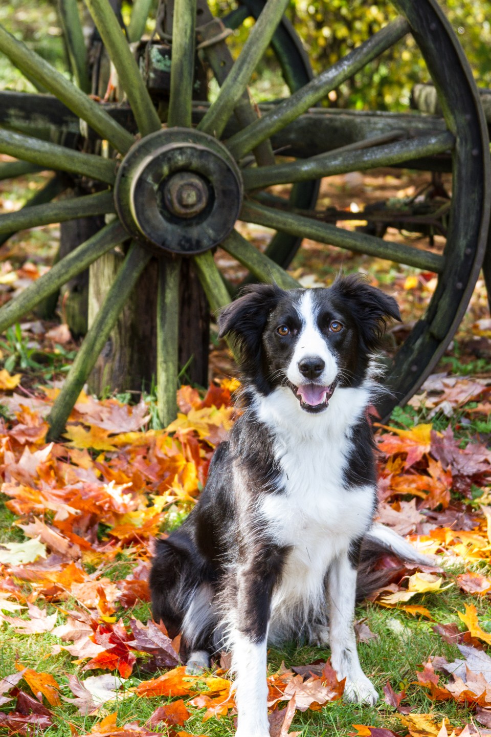 camm-in-the-leaves-5-yrs-old