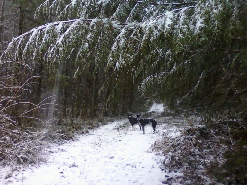 dogs-in-snow-2-snoqualmie-feb2017