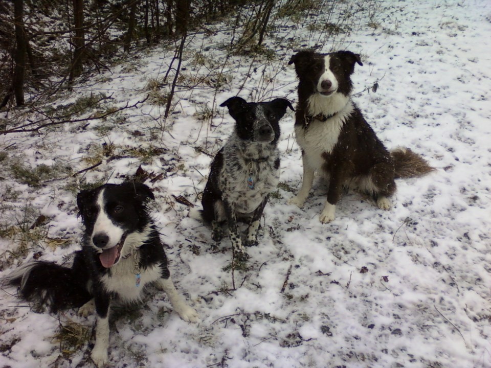 dogs-in-snow-4-snoqualmie-feb2017
