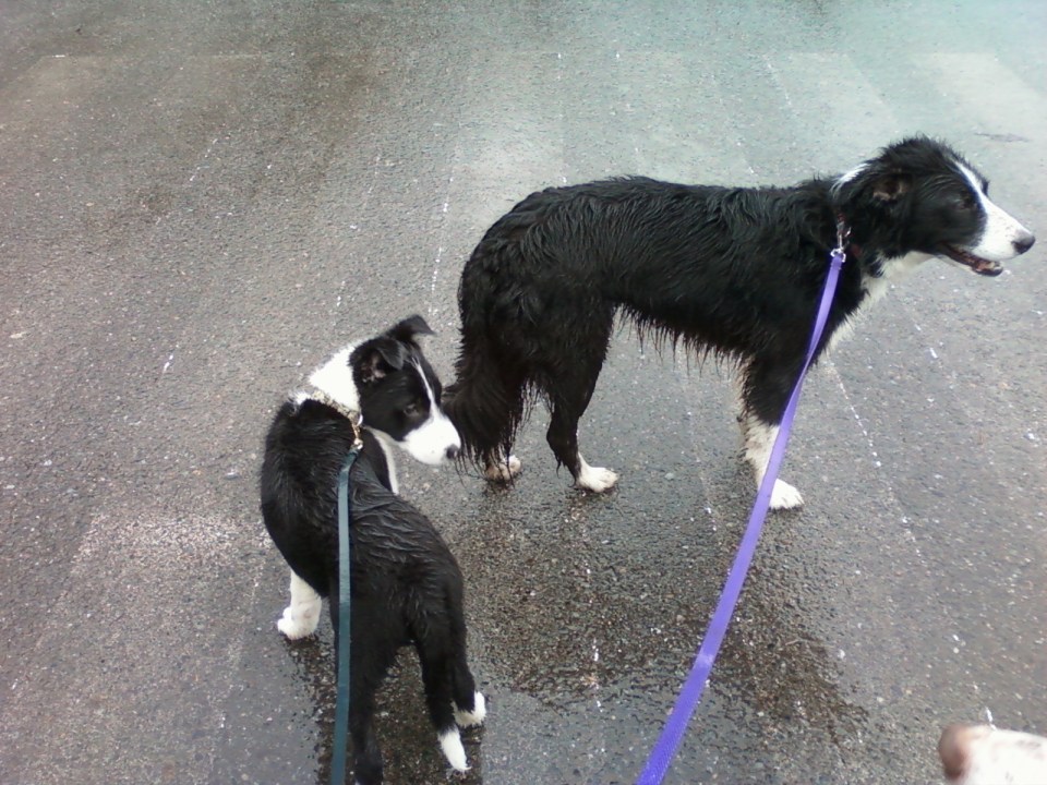 Rhys &amp; Camm leash walking