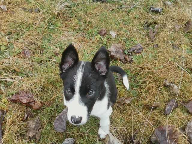 Rhys ears in March 2