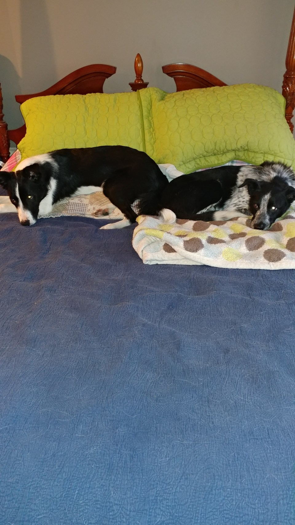 Rhys and Youke on bed