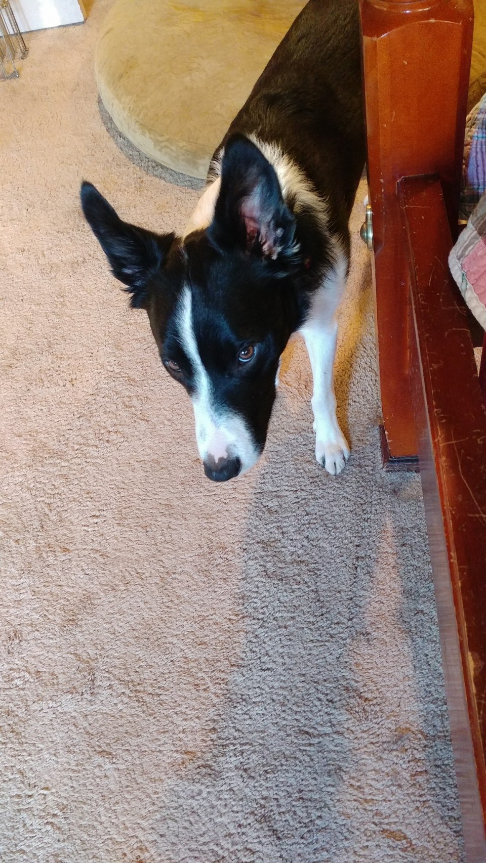 Rhys - say what face