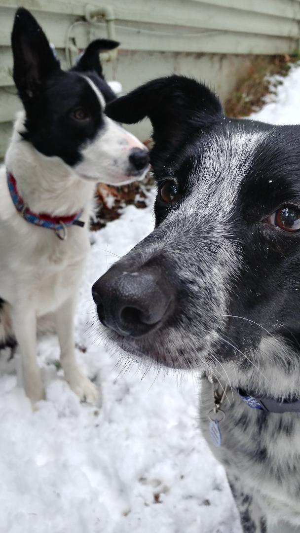 Youke and Rhys Snow Dec 2017