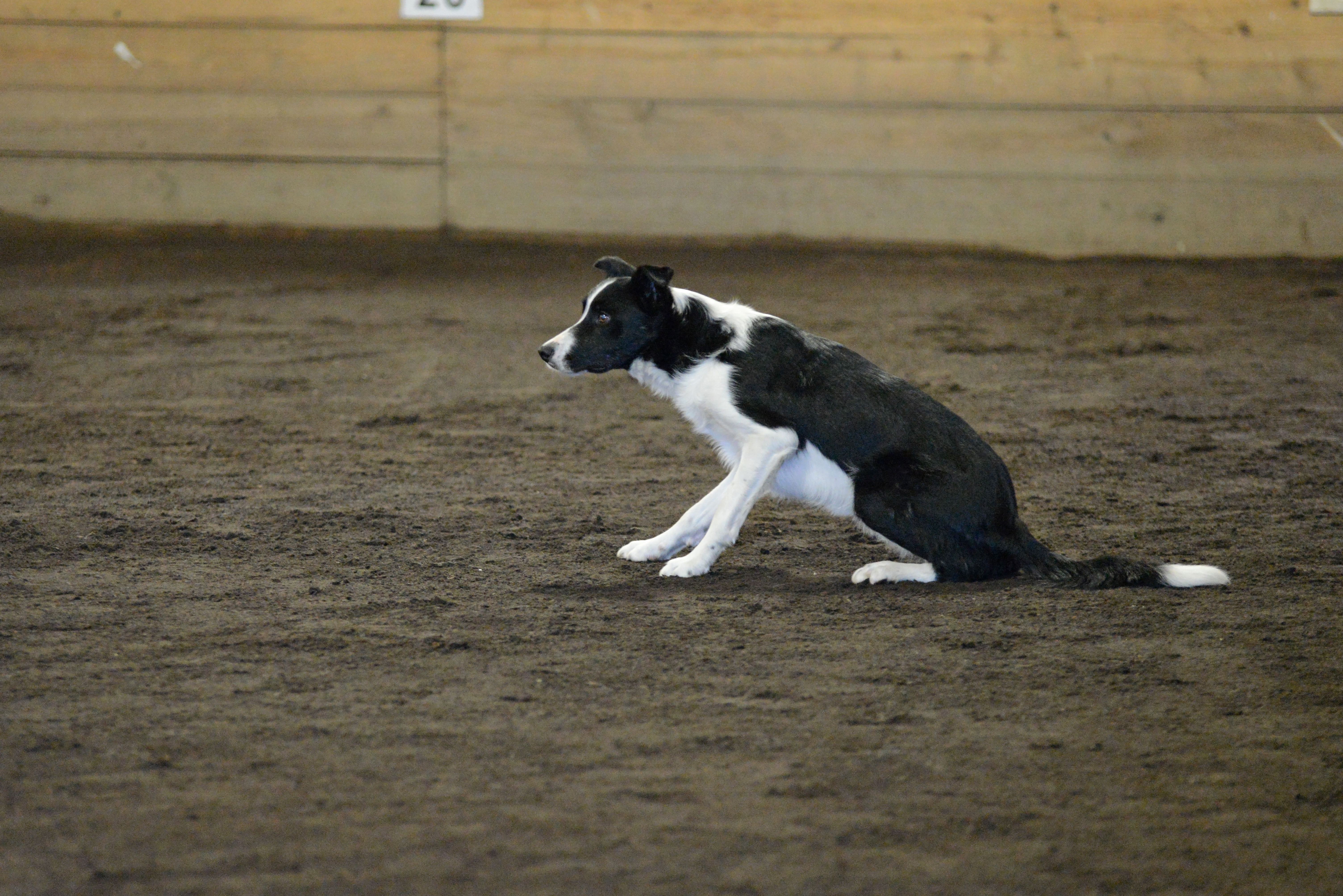 Rhys Start line ZAP 062019