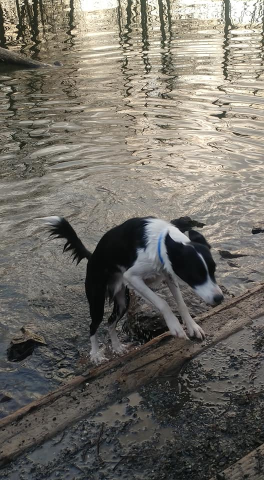 78552789_10215666779482074_108756960005849088_n