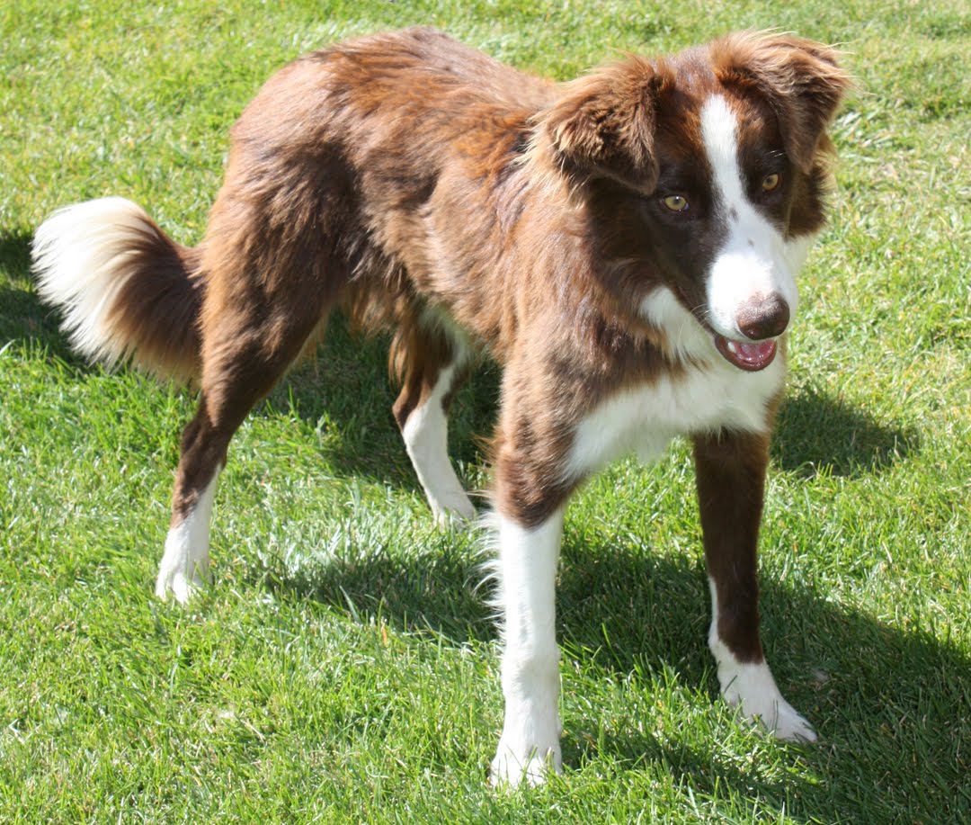 Brady, then Perry, at nine months, before that, was Banjo-wood river valley