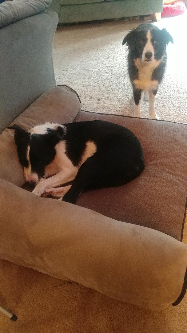 Rhys resting after rescue